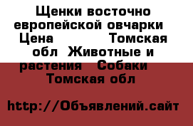 Щенки восточно-европейской овчарки › Цена ­ 4 000 - Томская обл. Животные и растения » Собаки   . Томская обл.